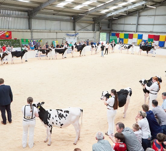 Slaney handler takes IHFA YMA title at Cillin Hill Mart