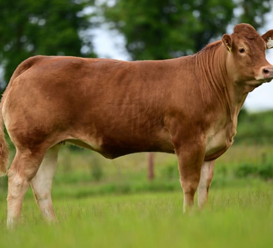 'Taylorswift' heifer tops trade at Ernevalley Emeralds sale