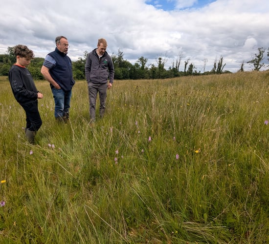 858ha of flower-rich grasslands in Fermanagh back on the map