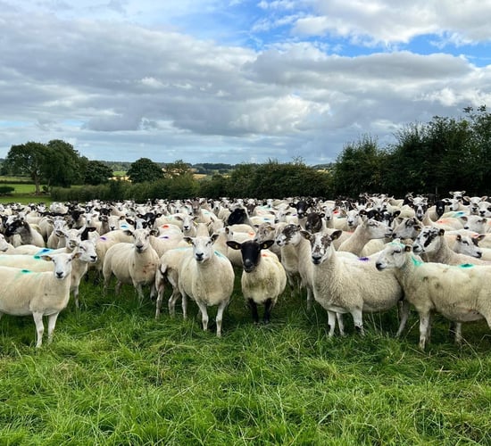 Well-known Westmeath flock to be dispersed at Delvin Mart
