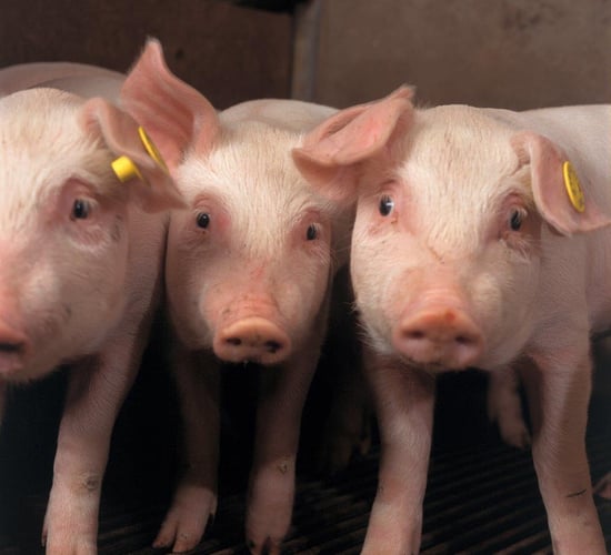 Measuring performance and welfare benefits from pig vaccination