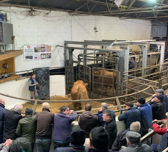 Watch: Limousin bullock makes €3,280 at Carnaross Mart