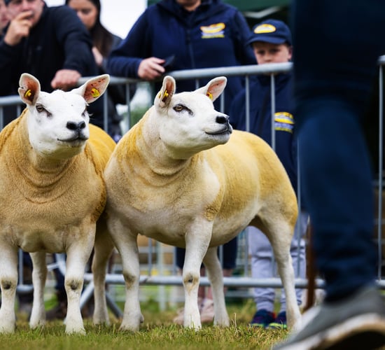 Irish Texel Society’s premier show and sale this weekend