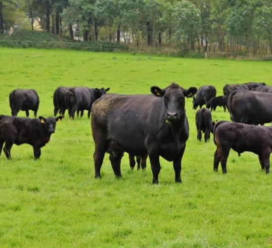 UK Angus society rolls out 'Type Classification' for herds
