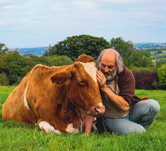 Former monk runs 'cow cuddling' service for stress relief