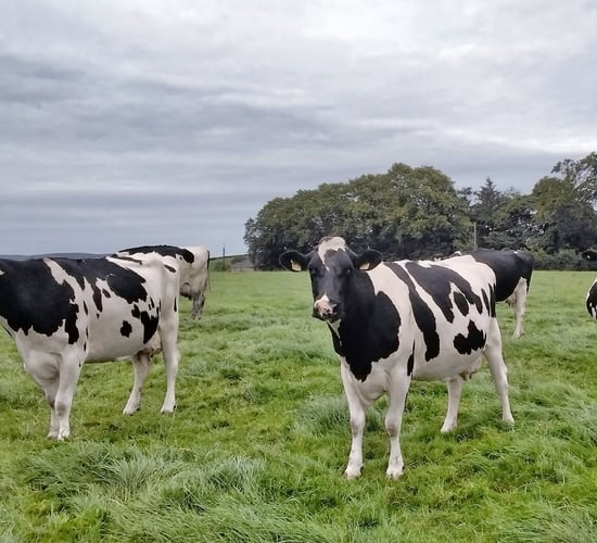 Proving high yielding cows can be grazed successfully in Co. Down