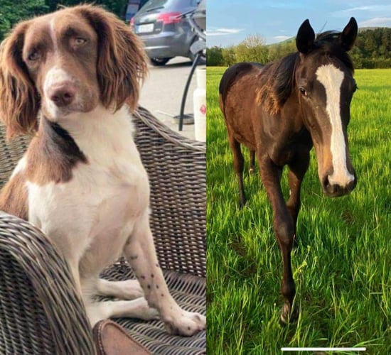 Dog and horse reported missing in Co. Wexford