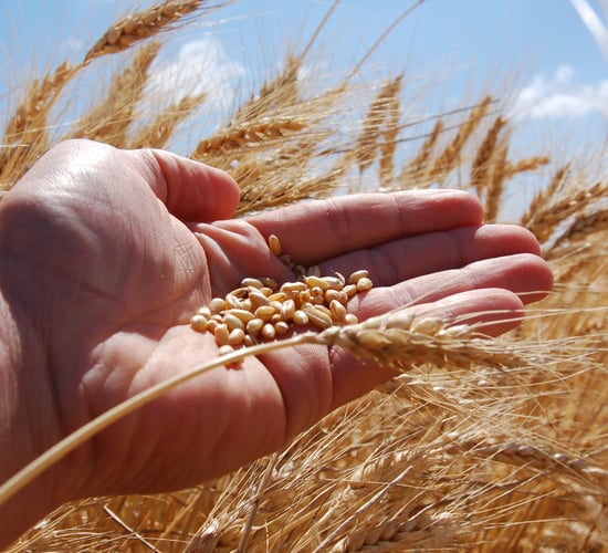 New measures to improve female representation in wheat research