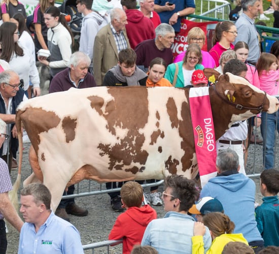 81st annual Virginia Show kicks off in Cavan today