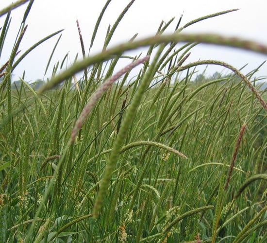 Tillage: Blackgrass genome now fully sequenced