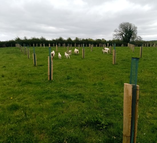 New booklet offers clarity to farmers and foresters on agroforestry