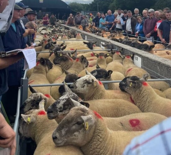 Borris Ewe Breeders set to hold 61st show and sale
