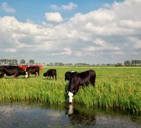 €700m Dutch scheme approved for farmers to close livestock sites