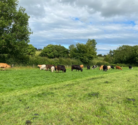 ABP Monitor Farms: Silage, sucklers and bull beef in Tipperary