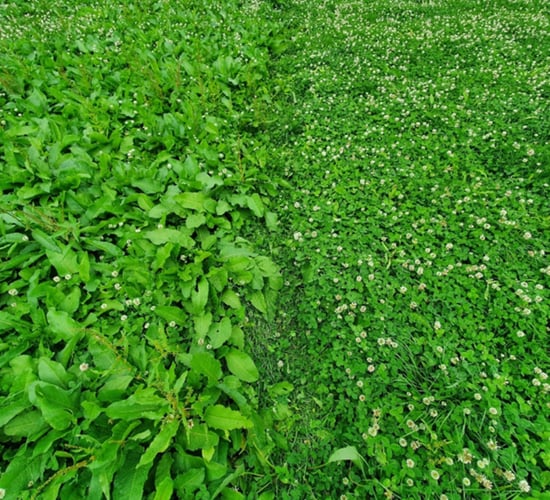 ProClova XL: Ireland's new clover-safe herbicide