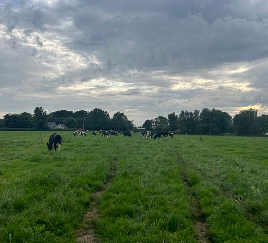 Autumn grazing: Building covers to achieve extra days at grass