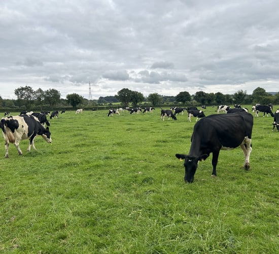 Lameness: 'Understanding cow behaviour and cow flow is crucial'