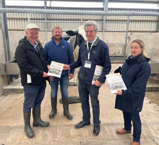 Dairy advice: Setting up the right cubicle housing