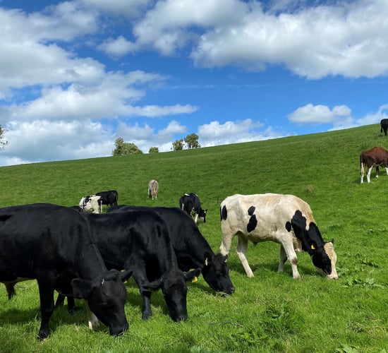 Average slaughter age up, carcass weights down in 2024