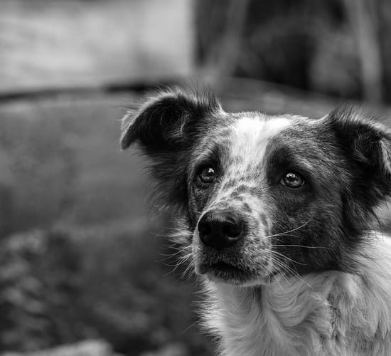 ISPCA warns about dog control during lambing season