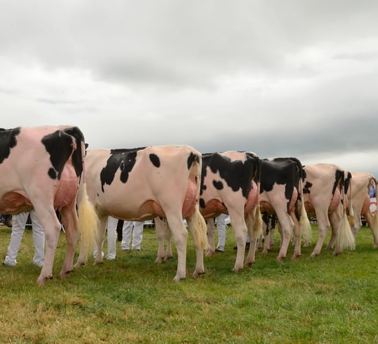 Deadline extended for entries to Tullamore Show