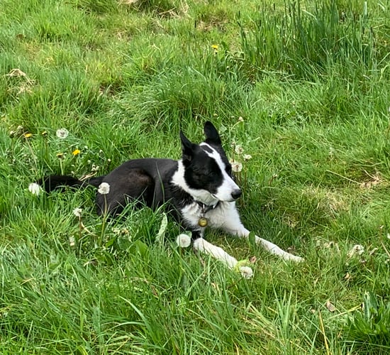 Animal support group calls for similar laws to UK for pet theft