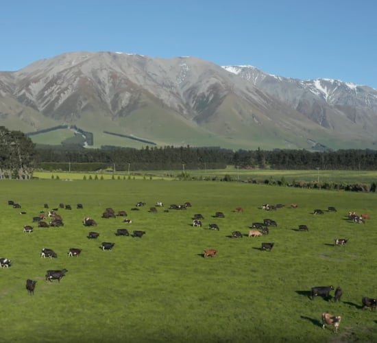 Fonterra raises forecast milk price and pledges farmers will be 'paid more earlier'