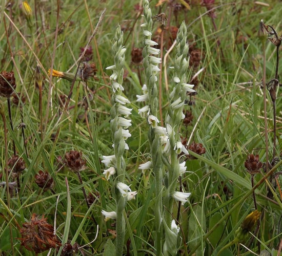 'Near threatened' orchid discovered in Galway after 80 years