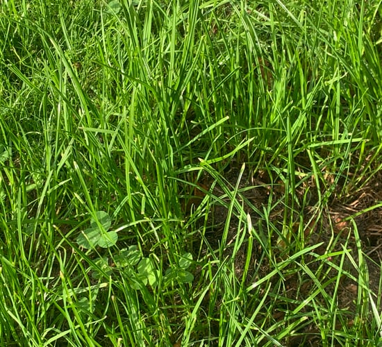 AFBI involved in €2m All-Ireland grass development programme