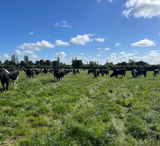 Limiting the drop in milk fat content during late spring