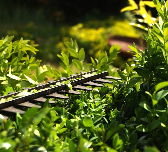 Cllr: There is a 'consistent' problem with hedge cutting