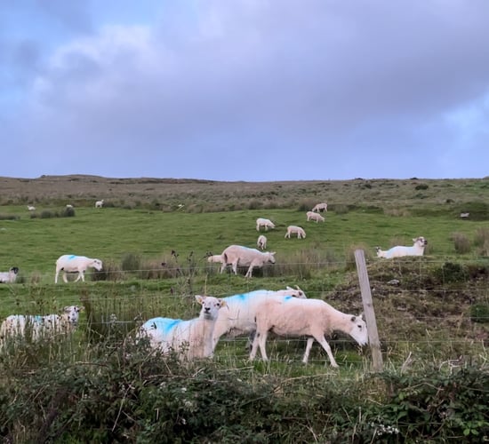 CSO: 10% drop in number of sheep slaughtered in 2024
