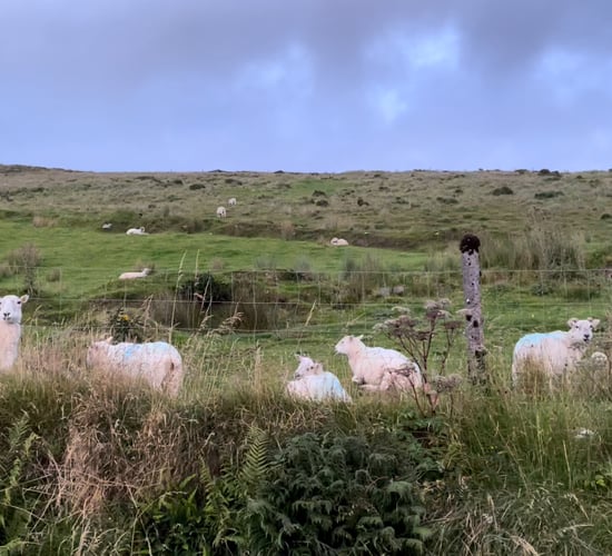Met Éireann: Mostly cloud with some rain over the weekend