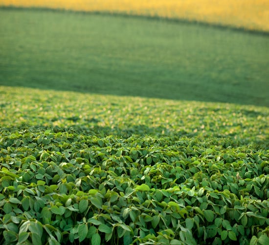 Record soyabean harvest on the cards in the United States