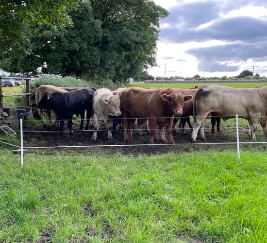 Factory quotes: Steady start to beef trade for short week