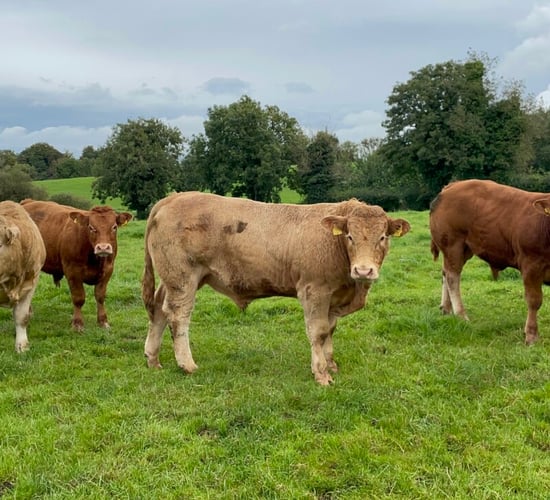 Factory quotes: Beef trade continues on firm footing