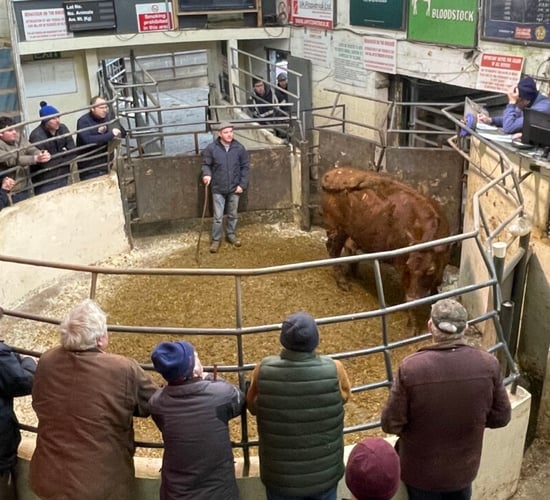 A look at cattle prices from marts around the country