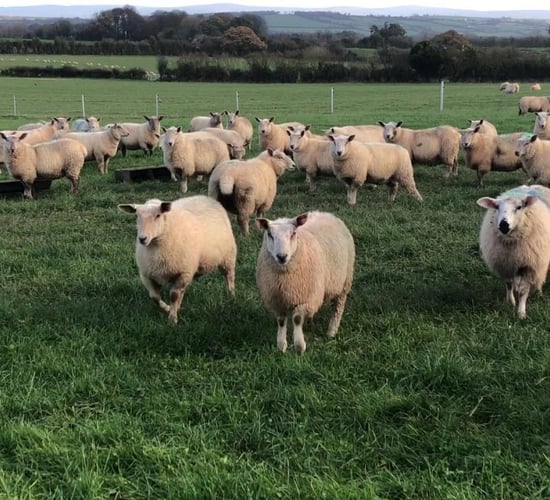Advice for farmers buying store lambs this autumn
