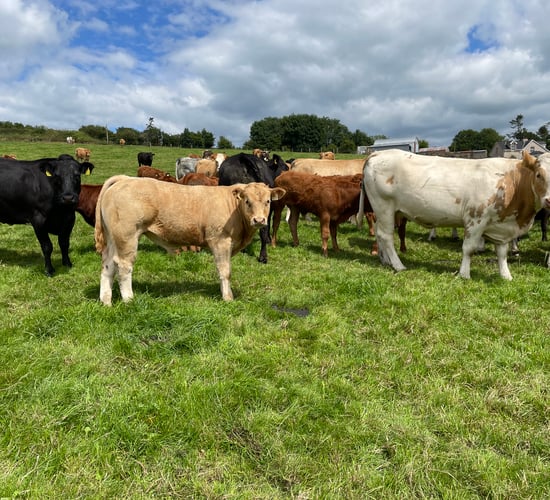 Recording weights for SCEP: What farmers need to know