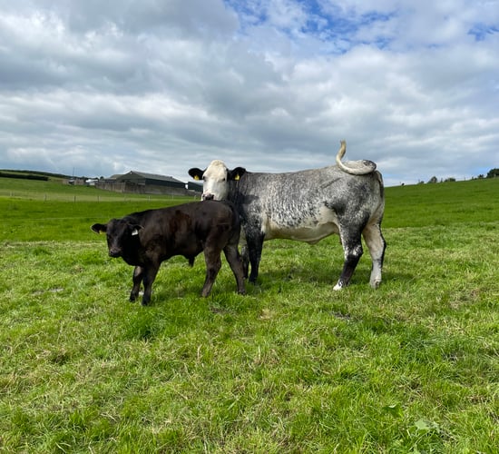 How soon after breeding can cows be scanned?