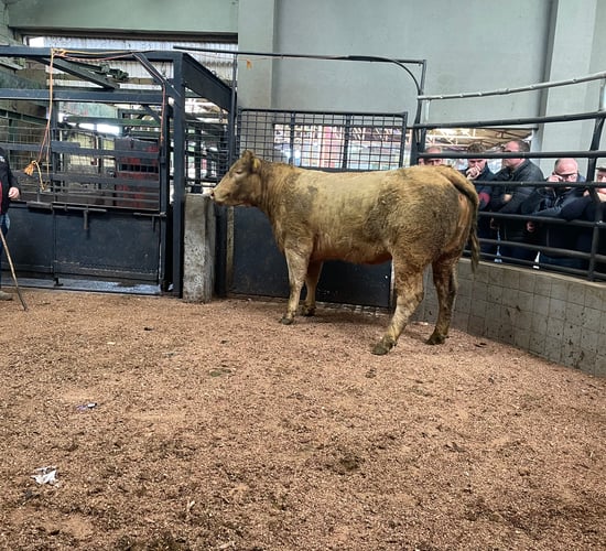 Mart report: Tuesday cattle and sheep sale at  Ballyjamesduff