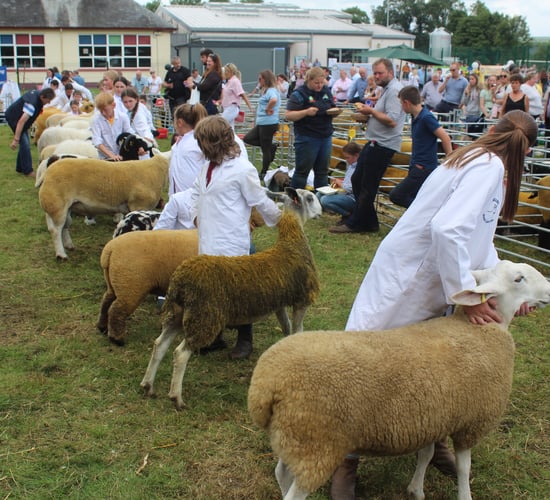 Sheep numbers are on the decline across Europe