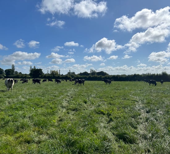 Kerry Co-op announces nominee directors for Kerry Dairy Ireland