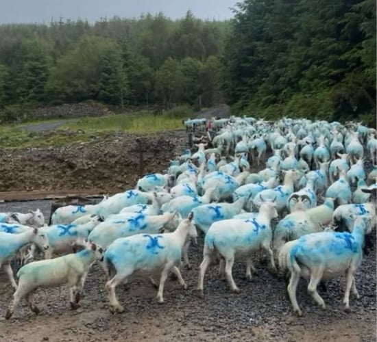 'No track or trace' of 50 sheep missing from Kilkenny farm