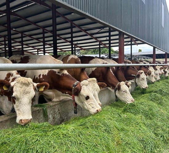 Dairy Throwback: ‘Dual purpose’ Montbeliarde cow proves its worth