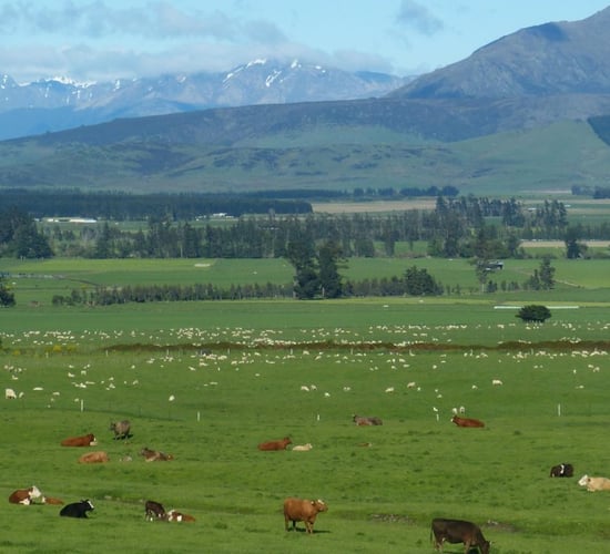 Profits on New Zealand beef and sheep farms expected to drop