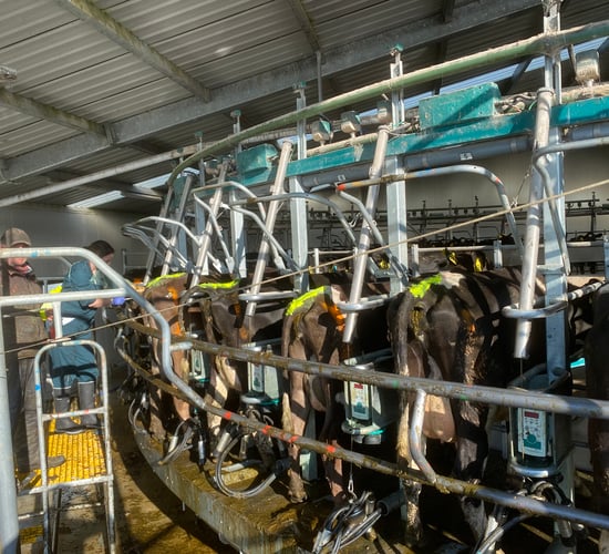 Synchronisation to mitigate missed heats and poor AI timing