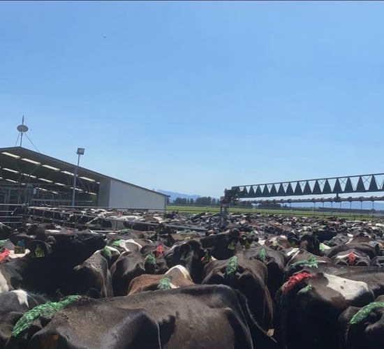 Dairy Focus: Calving underway on 1,000-cow New Zealand farm