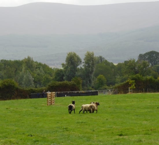 Gallery: Busy village of Bansha celebrates its 66th agricultural show