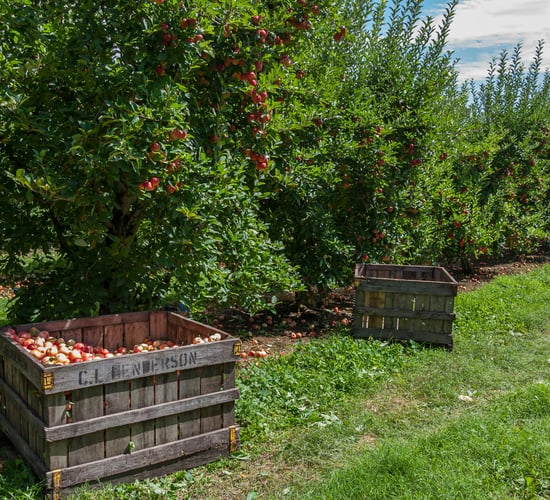 Public apple farm in Co. Wexford announces closure